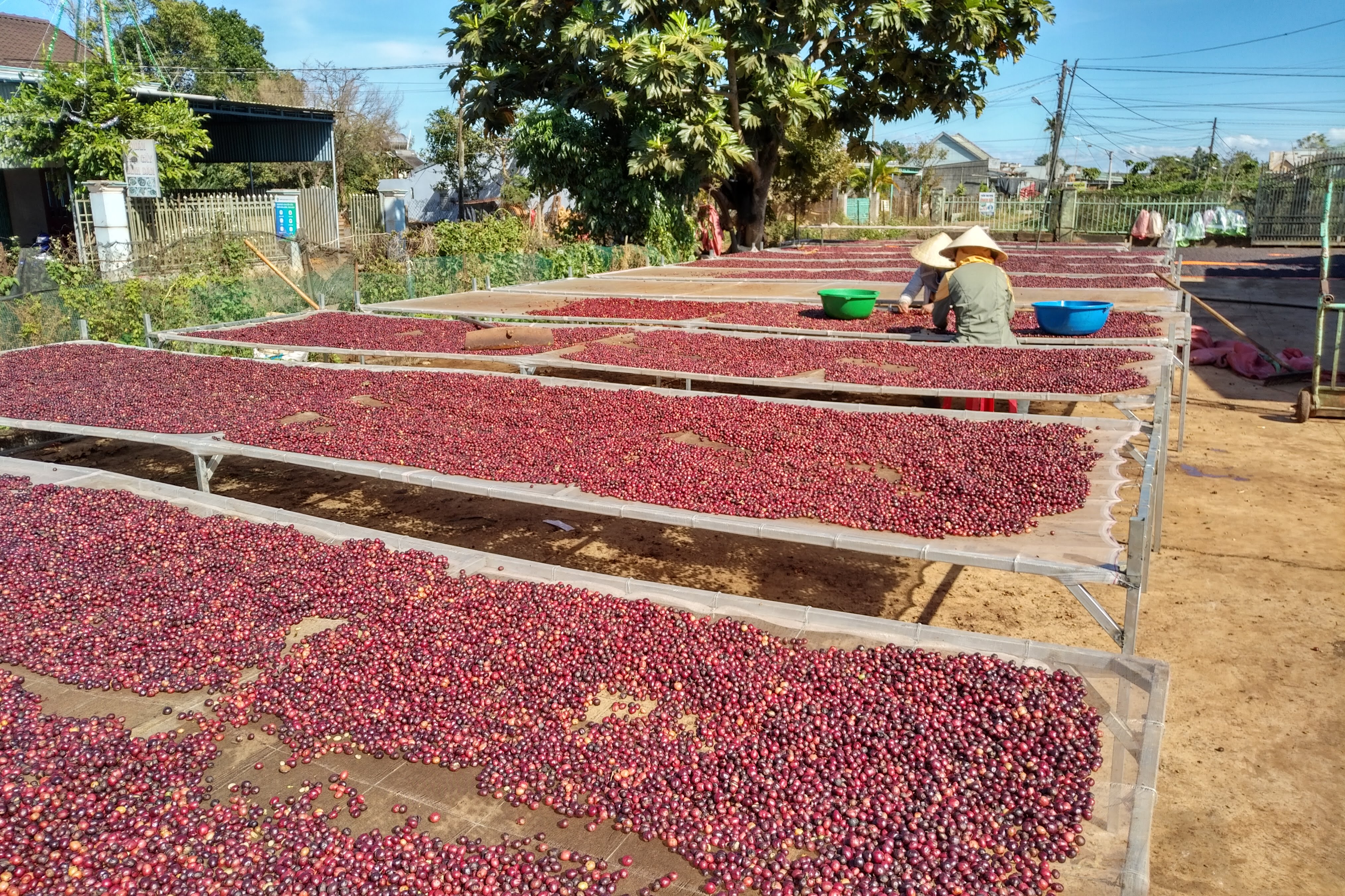Vietnamese coffee drying at family farms